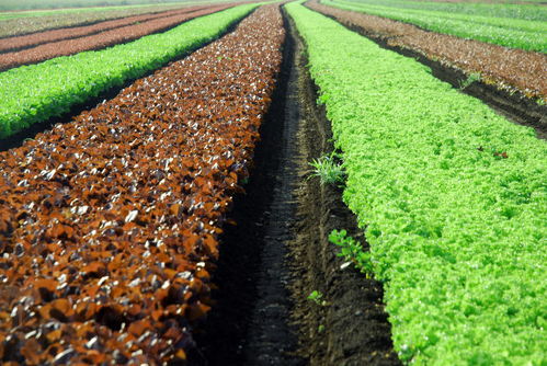 提升農產品安全與質量 土流網在農業現代化中的關鍵作用